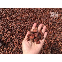 Thumbnail Bột ca cao nguyên chất không đường CACAOMI Premium pha chế thức uống socola trà sữa đậm vị cacao 4