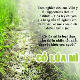 Thumbnail Bột cỏ lúa mì hữu cơ Dalahouse nguyên chất sấy lạnh 60gr tốt cho tim mạch, đạt chuẩn Châu Âu 1