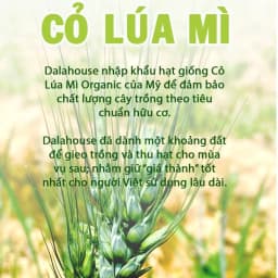 Thumbnail Bột cỏ lúa mì hữu cơ Dalahouse nguyên chất sấy lạnh 60gr tốt cho tim mạch, đạt chuẩn Châu Âu 3