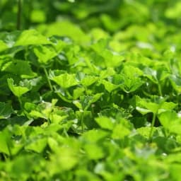 Thumbnail Bột rau má organic sấy lạnh Dalahouse nguyên chất 60gr mát gan giải độc, đạt tiêu chuẩn Châu Âu 3