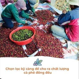 Thumbnail Cà Phê Arabica Cầu Đất Dalat Farm - Túi 250Gr (Dạng hạt) 3