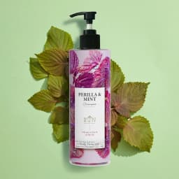 Thumbnail Dầu Gội SHSO Beauty Phyto Biotic Tía Tô & Bạc Hà Chăm Sóc Tóc Bồng Bềnh, Chắc Khỏe, Kích Thích Mọc Tóc - NPC PHAR 2