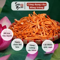 Thumbnail Đông trùng hạ thảo tự nhiên sấy thăng hoa Triệu Gia tăng cường sức khỏe cải thiện lão hóa 2