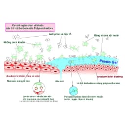 Thumbnail Gel trĩ Presto gel giảm nhanh triệu chứng của trĩ, an toàn lành tính cho bà bầu, tuýp 25g, Danpharm Israel 4