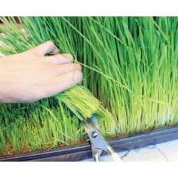 Thumbnail Hạt giống cỏ lúa mì Viet Healthy 1kg 4