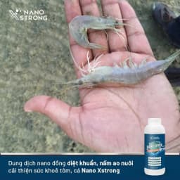 Thumbnail Nano đồng (nano copper) Nano Xstrong xử lý tảo, khử mùi nước, diệt khuẩn, nấm đồng tiền, giúp tôm lột xác 1000ML 3
