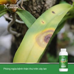 Thumbnail Nano đồng Nano Xgreen cung cấp vi lượng, bổ sung dưỡng chất phục hồi cây, chống giá rét 500ml 2