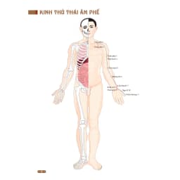 Thumbnail Sách - Đồ giải kinh lạc huyệt vị cơ thể (mềm) 2