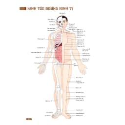 Thumbnail Sách - Đồ giải kinh lạc huyệt vị cơ thể (mềm) 4