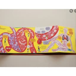 Thumbnail Sách tương tác - big book cơ thể người 2