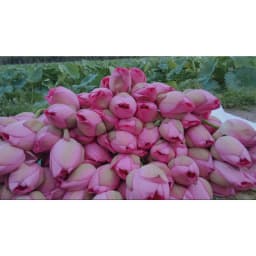 Thumbnail Trà Bông Sen Tây Hồ - Trà Sen ướp xổi sấy thăng hoa, Hương vị thanh mát, thơm ngon tự nhiên 3