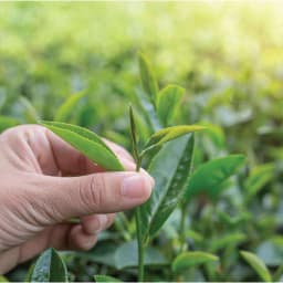 Thumbnail Trà Oolong Lài (dạng tấm) - Túi 500 g - Dòng Pha Trà Sữa Chuyên Dụng 1