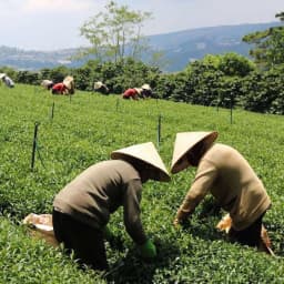 Thumbnail Trà Xanh Hương Dứa Dalat Farm - Túi 150Gr 2