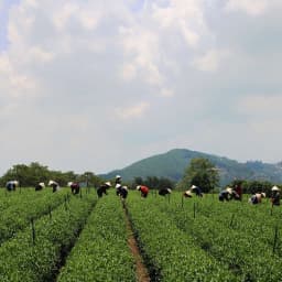 Thumbnail Trà Xanh Hương Dứa Dalat Farm - Túi 150Gr 3