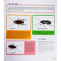 Thumbnail Sách cho bé - Bách Khoa Động Vật Dành Cho Trẻ Nhỏ - Côn Trùng 3