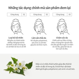 Thumbnail Chiết xuất diếp cá 150ml / 300ml | Houttuynia Cordata Extract Toner 2