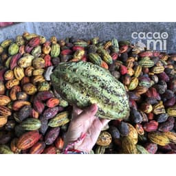 Thumbnail Bột ca cao nguyên chất không đường CACAOMI Premium pha chế thức uống socola trà sữa đậm vị cacao 3