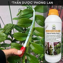 Thumbnail Dịch chuối Humic hữu cơ DOCNEEM, phân bón hoa hồng, lan, cây cảnh, bông to, hoa sai, đậm màu, lâu tàn, dung tích 1 lít 2
