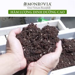 Thumbnail Đất trồng cây Soilmix MONROVIA cho kiểng lá, hoa hồng, sen đá, rau hữu cơ, bổ sung nấm đối kháng, đá perlite 2
