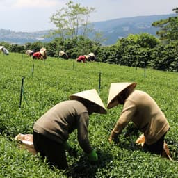 Thumbnail Trà Xanh Cầu Đất Dalat Farm - Hộp 110Gr 3