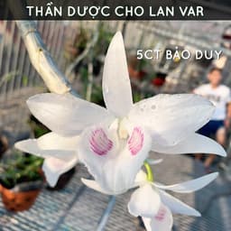 Thumbnail Phân bón cho hoa lan DOCNEEM tan chậm, viên nén dinh dưỡng hữu cơ vi sinh ben 01 cho hoa lan 2
