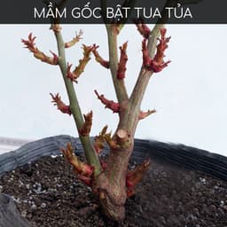 Thumbnail Kích mầm T90 DOCNEEM bật mầm tua tủa cho hoa hồng, lan, cây cảnh chiết xuất mầm gạo, giàu Auxin,hiệu quả sau 5 ngày,10ml 3