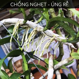 Thumbnail Phân bón kích rễ BioRoot DOCNEEM rễ khỏe vượt trội, dinh dưỡng tối ưu, dùng cho hoa lan, cây cảnh, 500ml 1