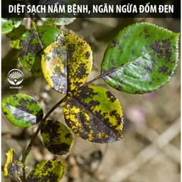Thumbnail Nano Bạc DOCNEEM nguyên chất Diệt sạch nấm bệnh, vi khuẩn, virus hoa hồng, hoa lan, thương hiệu Docneem, chai 500ml 3