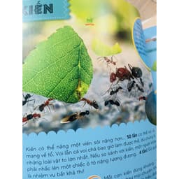 Thumbnail Sách – Bí Ẩn Thế Giới Loài Vật : Côn Trùng - Thú – Chim – Bò Sát & Lưỡng Cư - Thân mềm & Giáp Xác - Cá 4