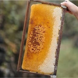 Thumbnail Mật ong nguyên chất Rừng Nhiệt Đới 2800g 2