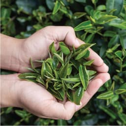 Thumbnail Trà Xanh Cầu Đất Dalat Farm - Hộp 110Gr 1