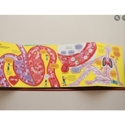 Thumbnail Sách tương tác - big book cơ thể người 2