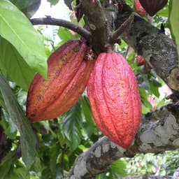 Thumbnail Bột cacao nguyên chất không đường CACAOMI chuyên làm bánh, pha trà sữa sô cô la hộp thượng hạng 250g 4