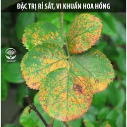 Thumbnail Nano Bạc DOCNEEM nguyên chất Diệt sạch nấm bệnh, vi khuẩn, virus hoa hồng, hoa lan, thương hiệu Docneem, chai 500ml 2