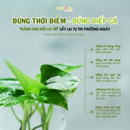 Thumbnail Bột rau diếp cá hữu cơ nguyên chất Dalahouse 60gr công nghệ sấy lạnh đạt tiêu chuẩn Châu Âu 3