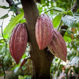 Thumbnail Bột ca cao sữa dừa CacaoMi thức uống sô cô la pha trà sữa socola milo dầm cacao thơm ngon hũ 357g 4