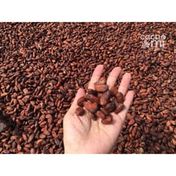 Thumbnail Bột ca cao nguyên chất không đường CACAOMI Premium pha chế thức uống socola trà sữa đậm vị cacao 4