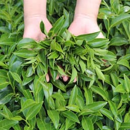 Thumbnail Trà Xanh Hương Dứa Dalat Farm - Túi 150Gr 1