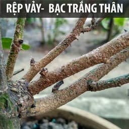 Thumbnail Dầu neem oil DOCNEEM hữu cơ phòng trị sâu bệnh hoa hồng, phong lan, cây cảnh, nguyên chất ép lạnh, hàng chính hãng 100ml 3