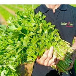 Thumbnail bột cần tây sấy lạnh Dalahouse 60g (20 gói x 3g) nguyên chất hỗ trợ giảm cân, thanh lọc 2