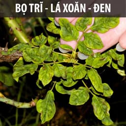 Thumbnail Dầu neem oil DOCNEEM hữu cơ phòng trị sâu bệnh hoa hồng, phong lan, cây cảnh, nguyên chất ép lạnh, hàng chính hãng 500ml 3