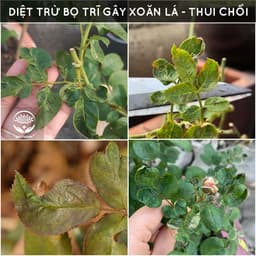 Thumbnail Dầu neem oil DOCNEEM hữu cơ phòng trị sâu bệnh hoa hồng, phong lan, cây cảnh, nguyên chất ép lạnh, hàng chính hãng 500ml 2