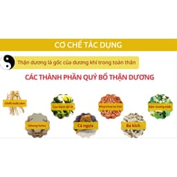 Thumbnail Sâm nhung đại bổ thận AN CHÂU dùng cho người thân yếu hộp 4 vỉ 40 viên - Global Pharma 4