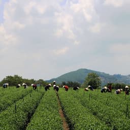 Thumbnail Trà Xanh Hương Dứa Dalat Farm - Túi 150Gr 3
