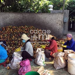 Thumbnail Thức uống socola Bột ca cao nguyên chất 100% gu đậm Cacao Mi Premium đặc sản Việt Nam chuẩn UTZ 127g 4
