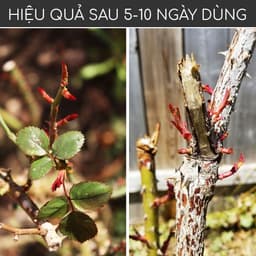 Thumbnail Kích mầm T90 DOCNEEM bật mầm tua tủa cho hoa hồng, lan, cây cảnh chiết xuất mầm gạo, giàu Auxin,hiệu quả sau 5 ngày,10ml 1