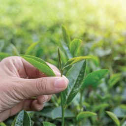 Thumbnail Trà Oolong Tấm Cầu Đất DalatFarm - Túi 500Gr - Pha Trà Sữa Chuyên Dụng 3