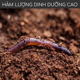 Thumbnail Phân trùn quế nguyên chất MONROVIA, tan chậm hữu cơ bón cho hoa hồng, lan, cây cảnh, rau củ quả 2