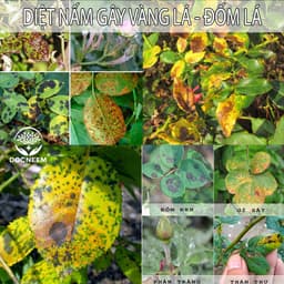Thumbnail Giấm gỗ sinh học DOCNEEM phòng ngừa xua đuổi côn trùng, diệt nấm lá cho cây cảnh, rau củ quả, hoa hồng, phong lan 500ml 3
