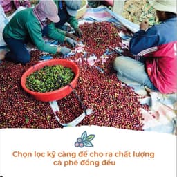Thumbnail Cà Phê Arabica Cầu Đất Dalat Farm - Túi 250Gr (Dạng hạt) 3